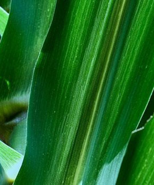 Sur nos pistes – Rhum blanc agricole